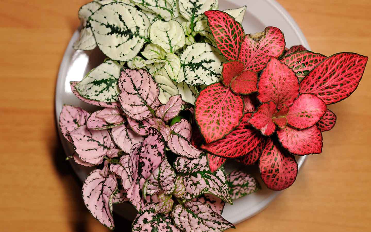  نبات فيتونيا