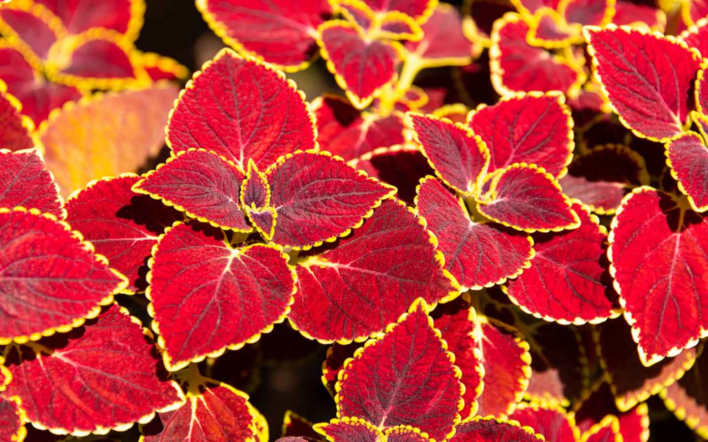 نبات السجاد