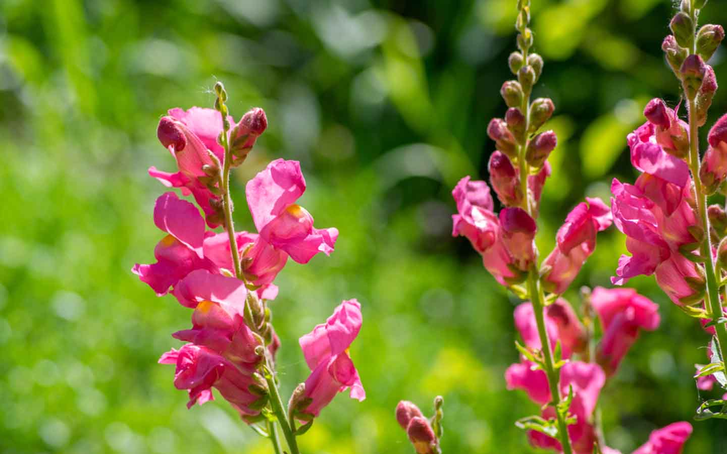 نبات فم السمكة