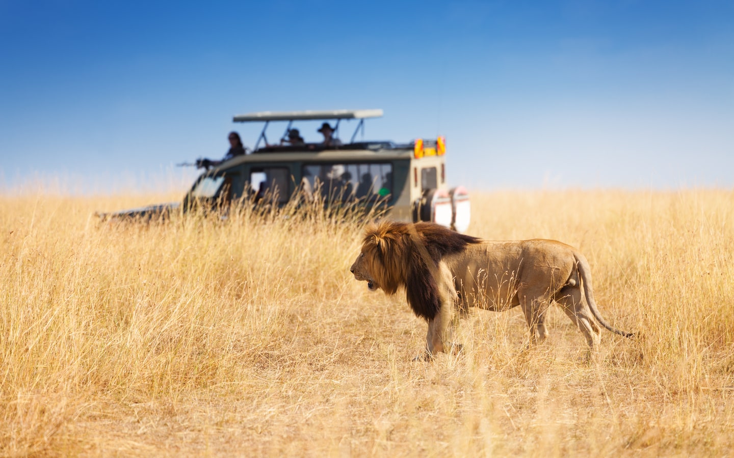 View of safari van spotting a lion in Kenya