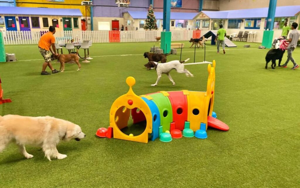 Sprawling play zones at a dog park in Dubai that cater to every breed