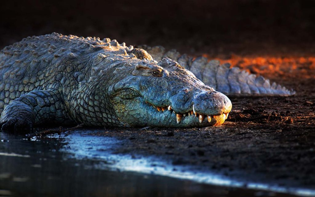 All About Dubai Crocodile Park Location, Tickets & More MyBayut