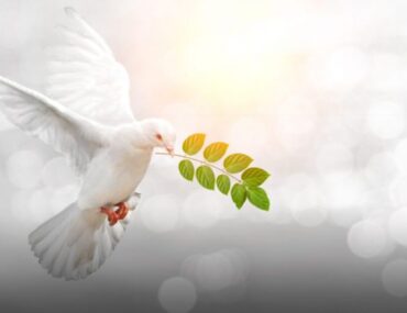 حمامة السلام