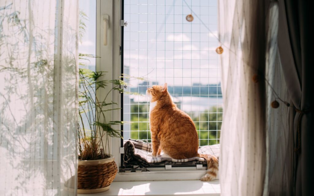 A cat relaxing inside one of the specialized cat hotels in Dubai.