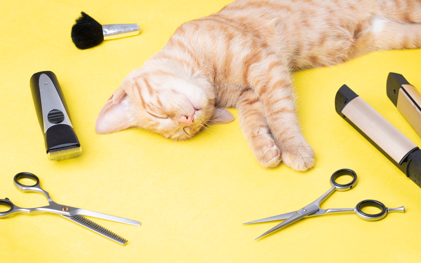 Best Places for Pet Grooming in Abu Dhabi MyBayut