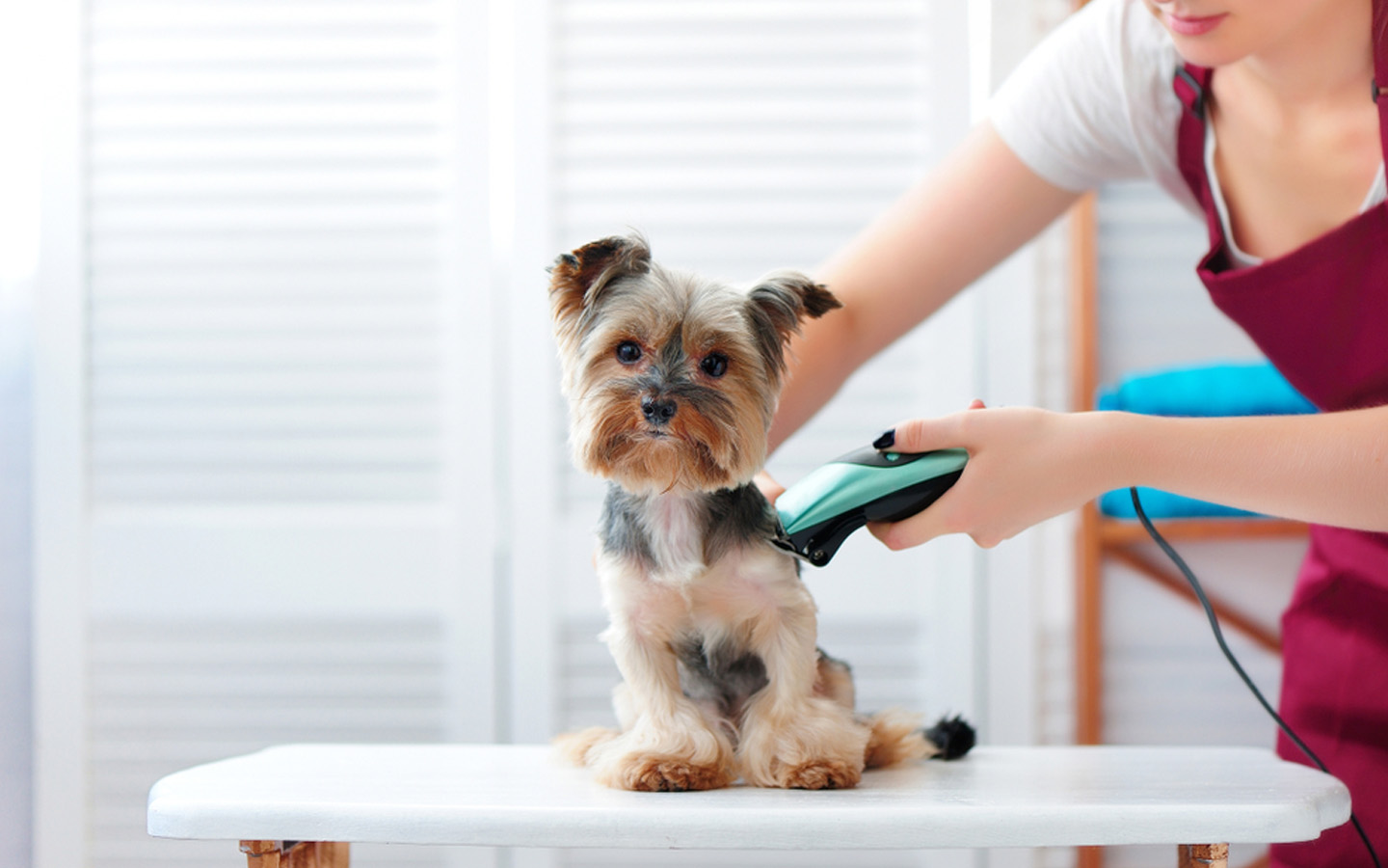 أفضل اماكن العناية بالحيوانات الاليفة في ابوظبي ومعلوماتها ماي بيوت