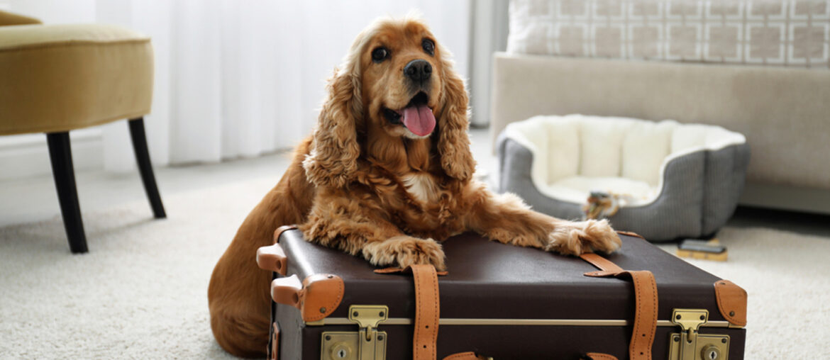 Pet Hotels in Abu Dhabi Cloud9, Falcon Hospital, AVC & More MyBayut