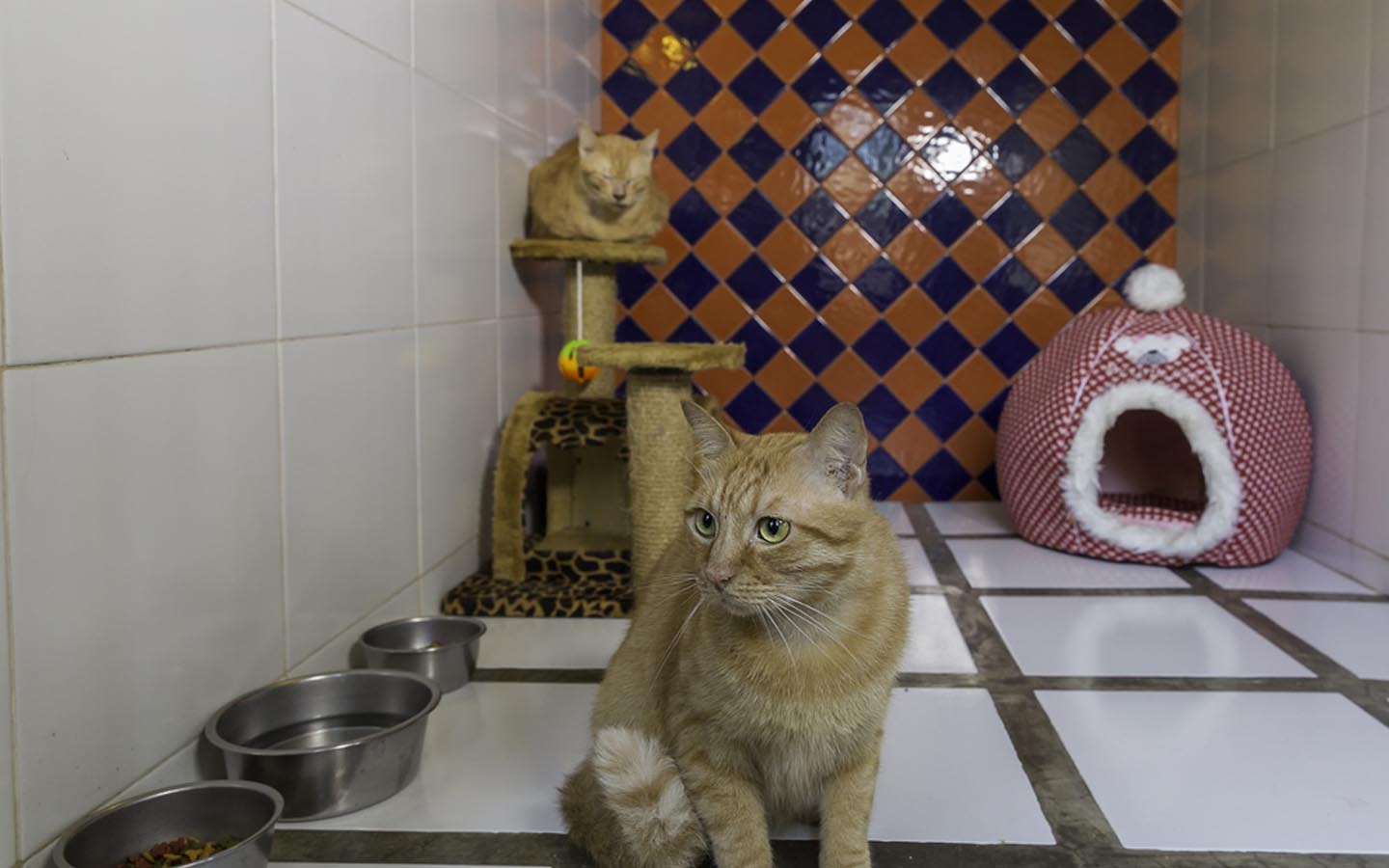 Best Pet Hotels in Dubai Dog House, Petsville & More MyBayut