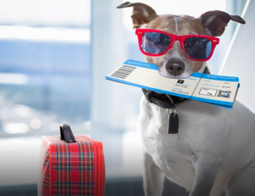 سفر الحيوانات