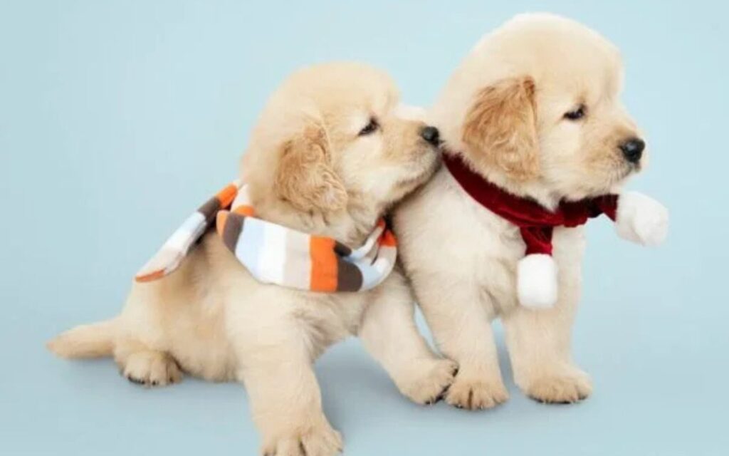 Pets Habitat is one of the top pet stores in dubai