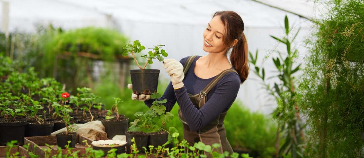 Plant Nurseries in Abu Dhabi Royal Garden, Al Bahia & More MyBayut