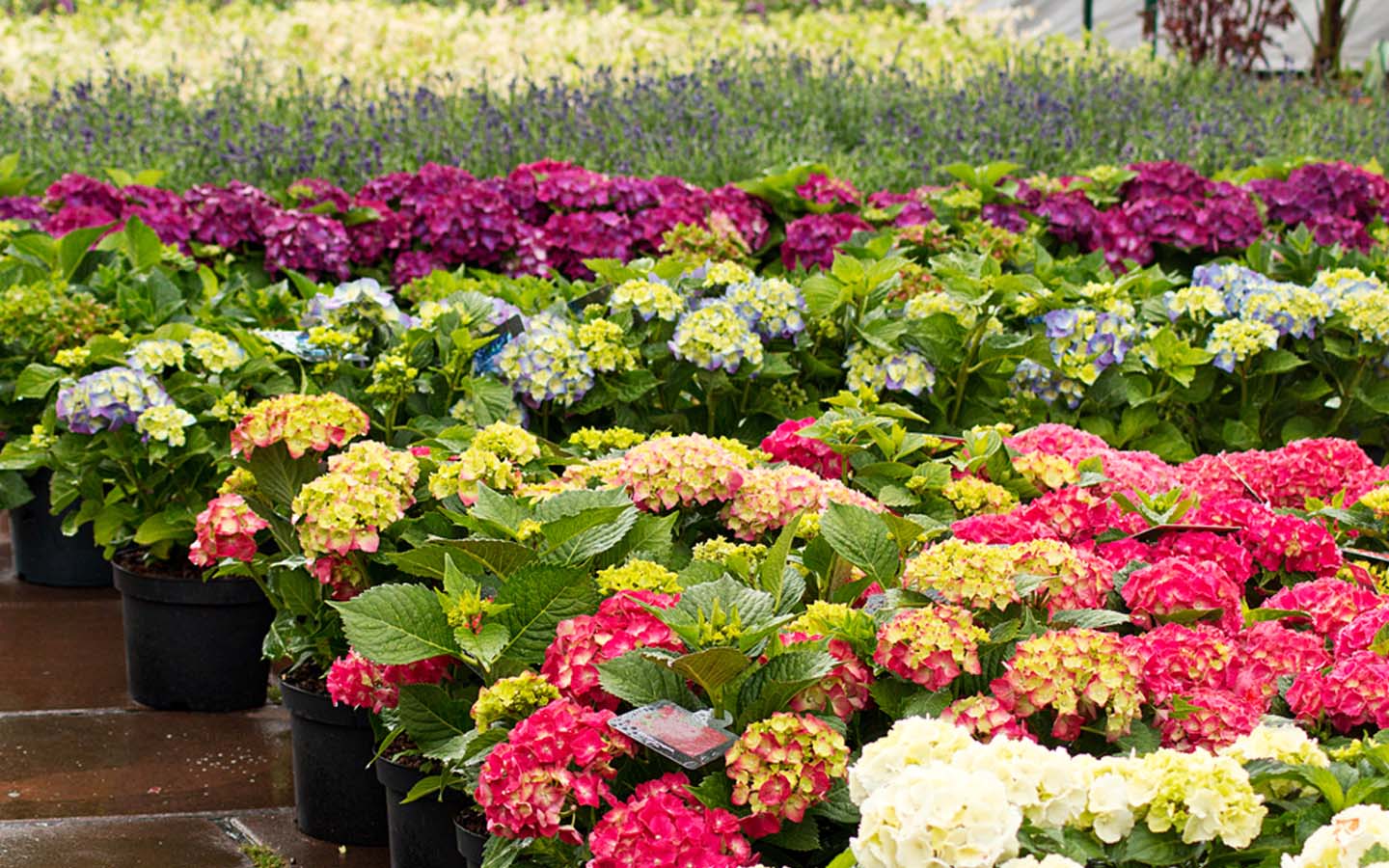 أزهار ملونة في أحد مشاتل عجمان