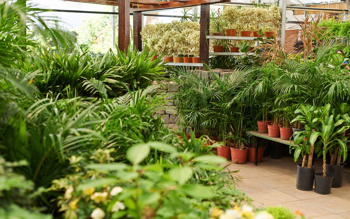 أحد مشاتل عجمان