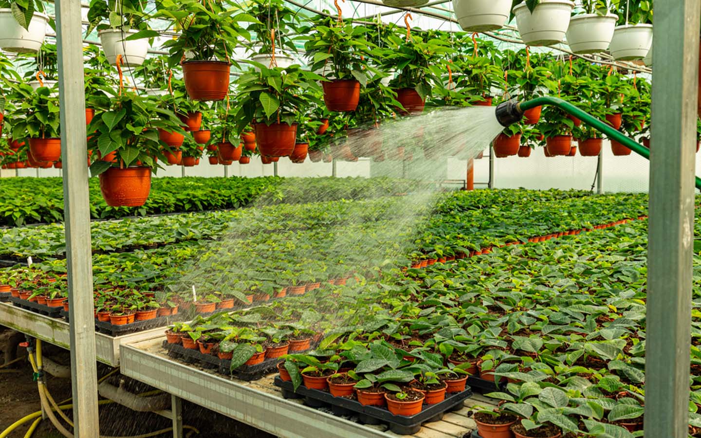 مشتل نباتات خضراء