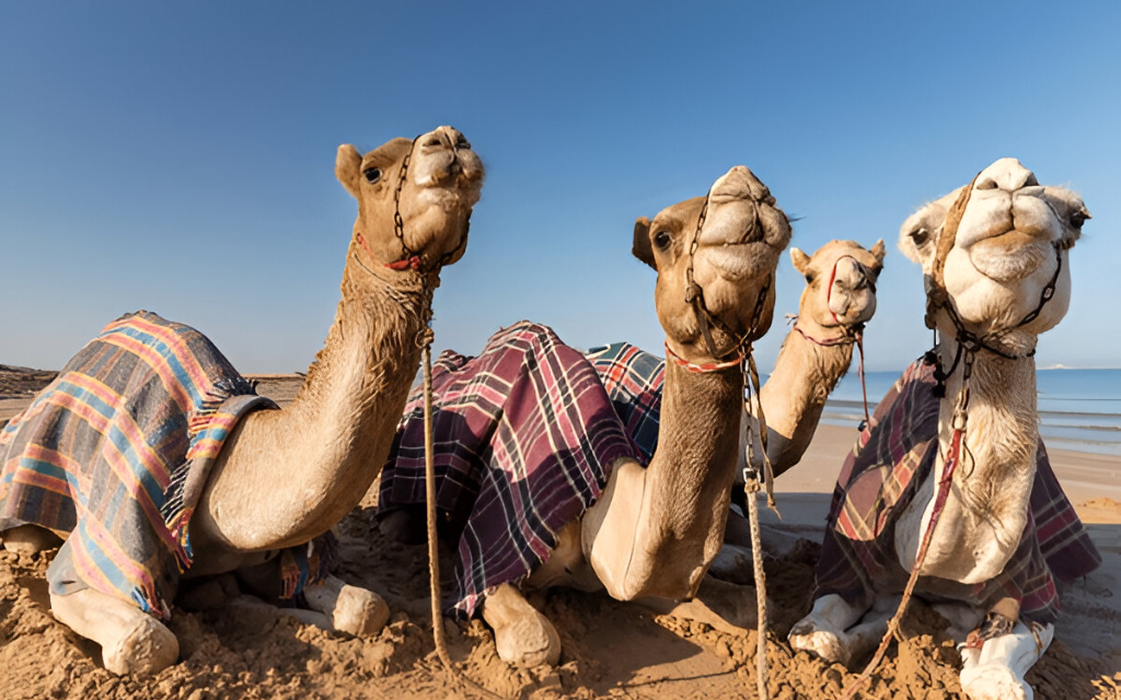 جمال جالسة
