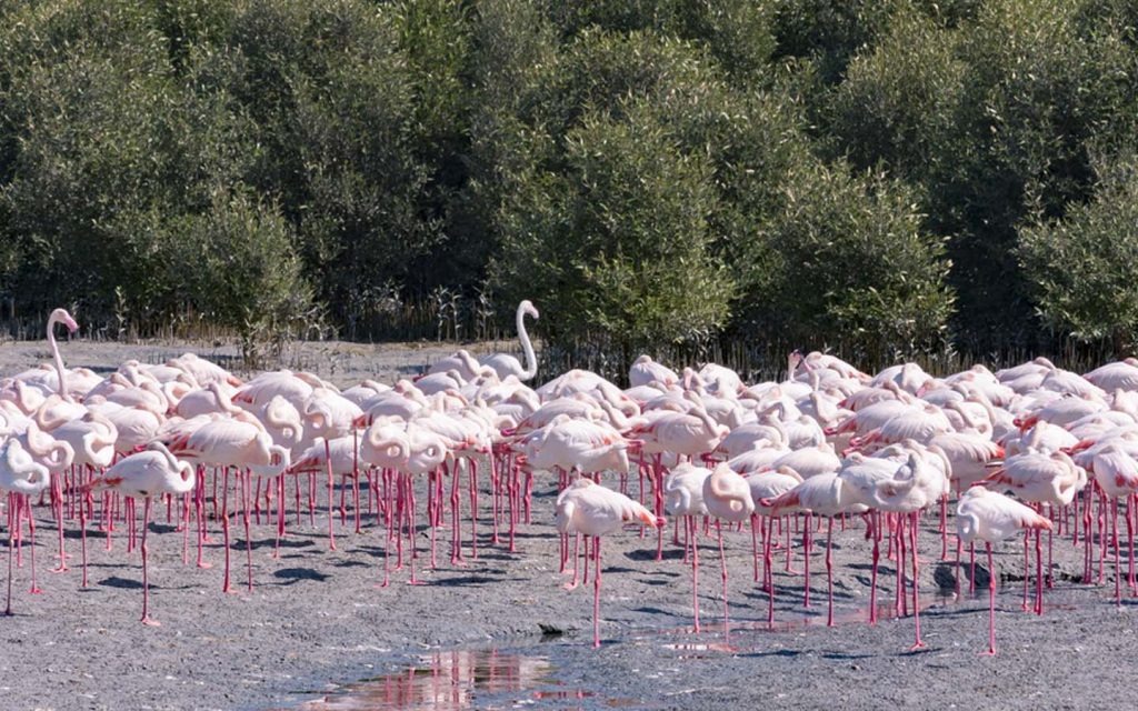 Flamingos at Ras Al Khor Wildlife Sanctuary