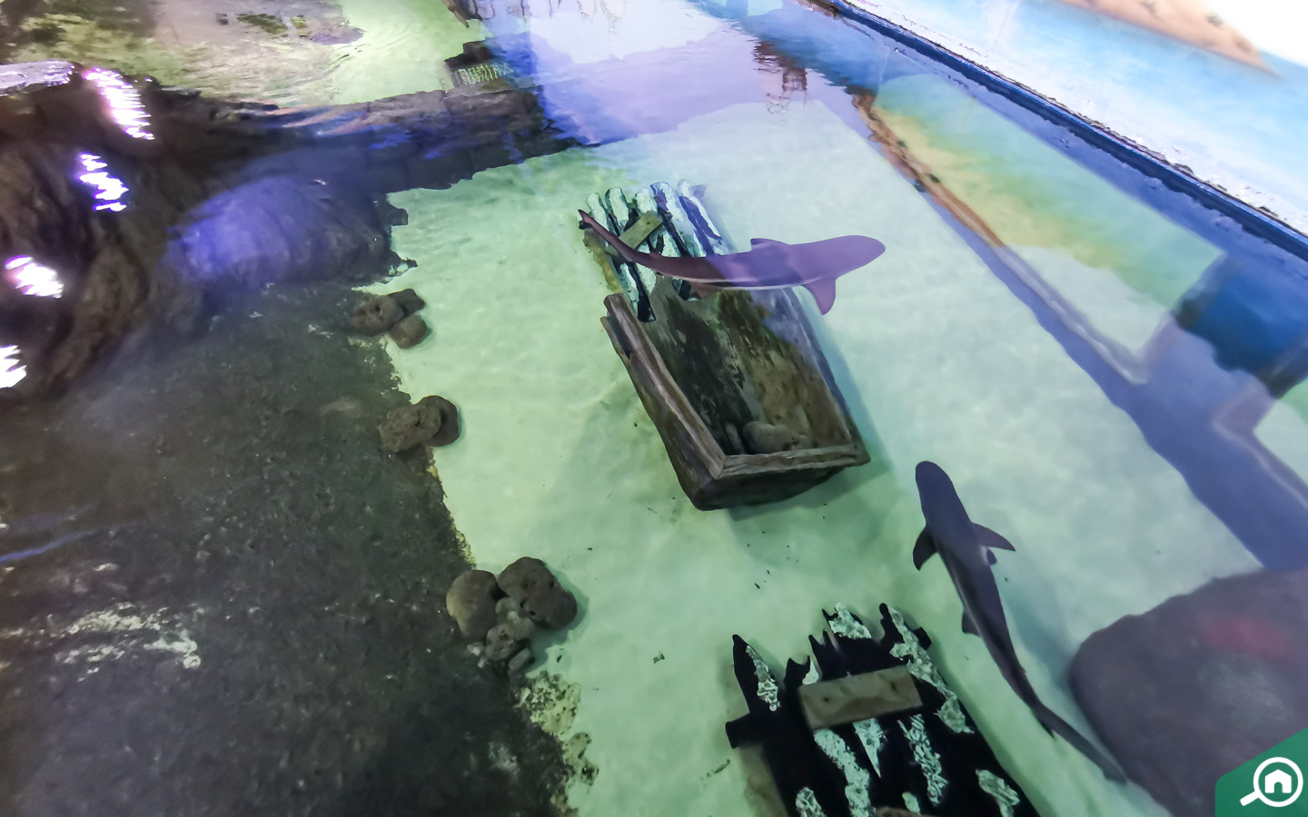 Reef Shark enclosure