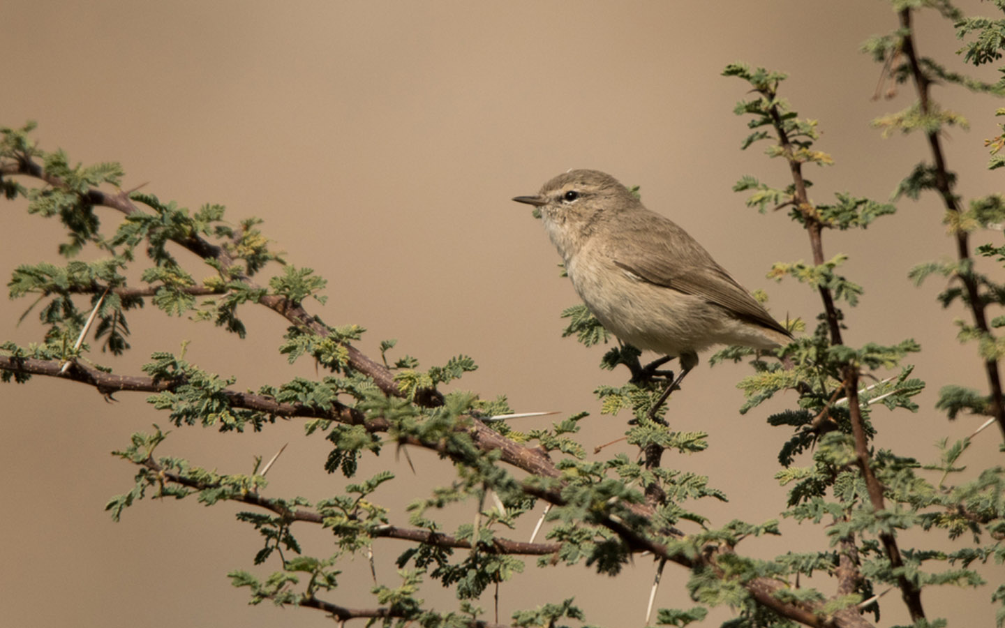 أحد أنواع الطيور النادرة التي تحتضنها محميات الفجيرة