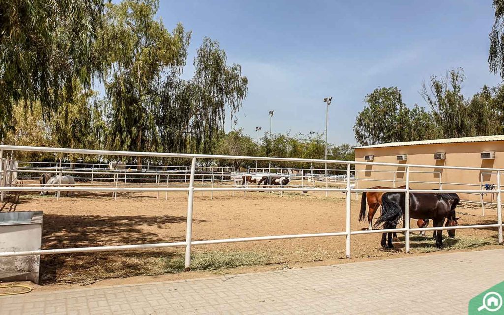 Sharjah Equestrian Riding club5