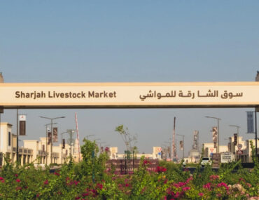 مدخل سوق الشارقة للمواشي
