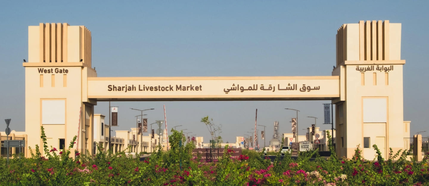 مدخل سوق الشارقة للمواشي