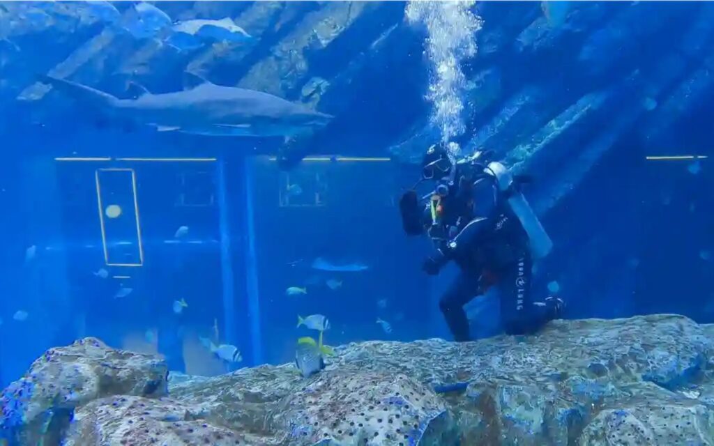 Shark dive dubai is part of extreme activities in Dubai