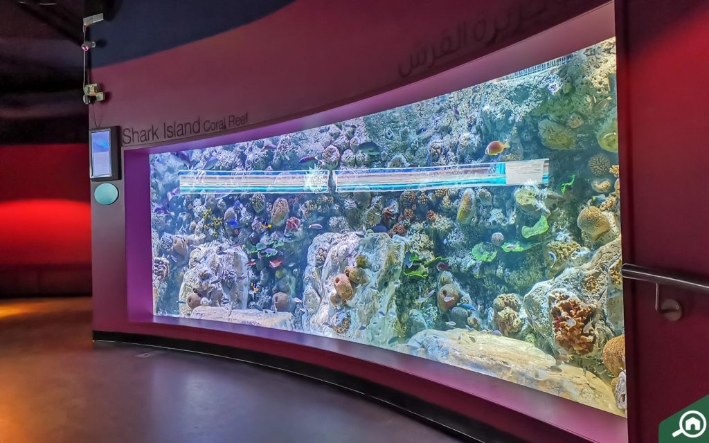 Shark Island exhibit at Sharjah Aquarium one of the best places to visit in Sharjah for kids