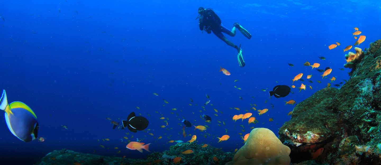 Scuba diving in Abu Dhabi Spots, Equipment & more MyBayut