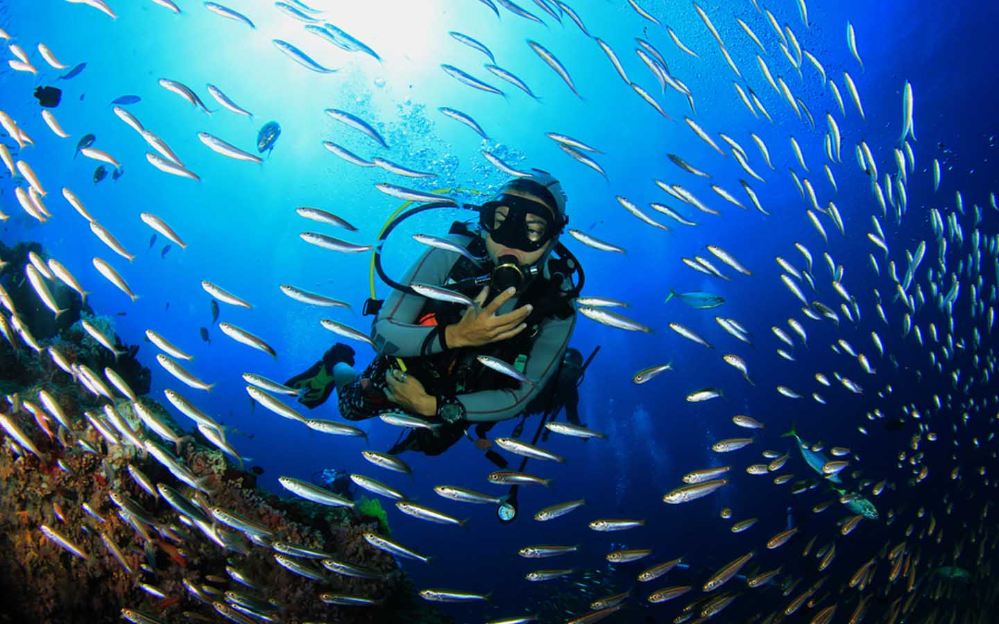 Scuba Diving in Abu Dhabi Spots, Equipment & More MyBayut