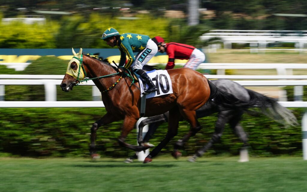 Gallop through arenas at international horse riding competitions.