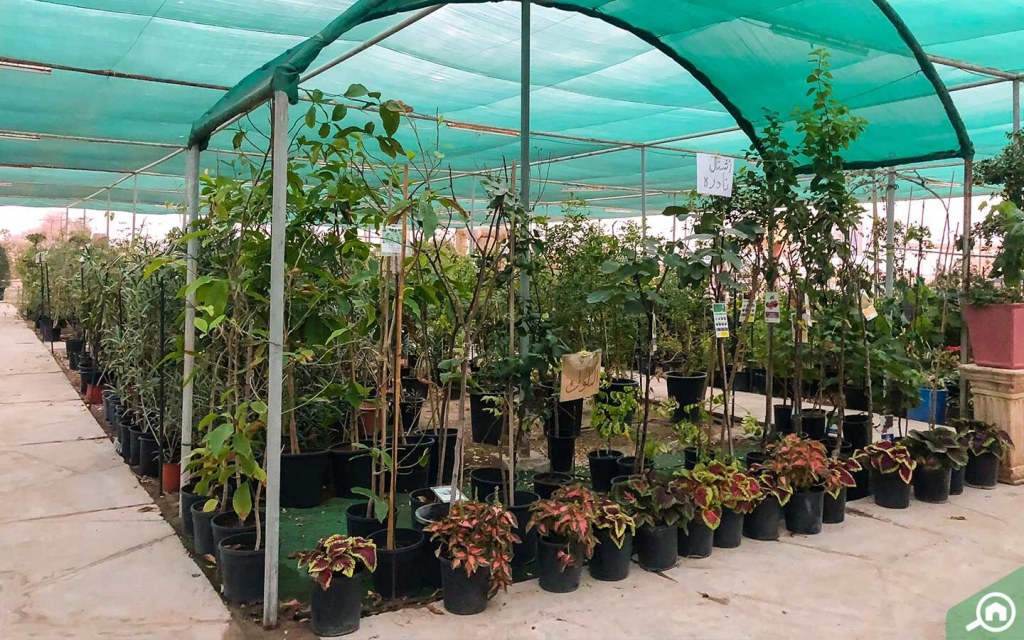 Plant Nurseries in Abu Dhabi Royal Garden, Al Bahia & More MyBayut