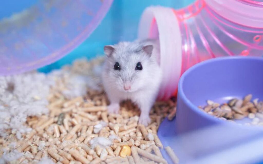 The Pets Club is among the List of pet supply shops in dubai