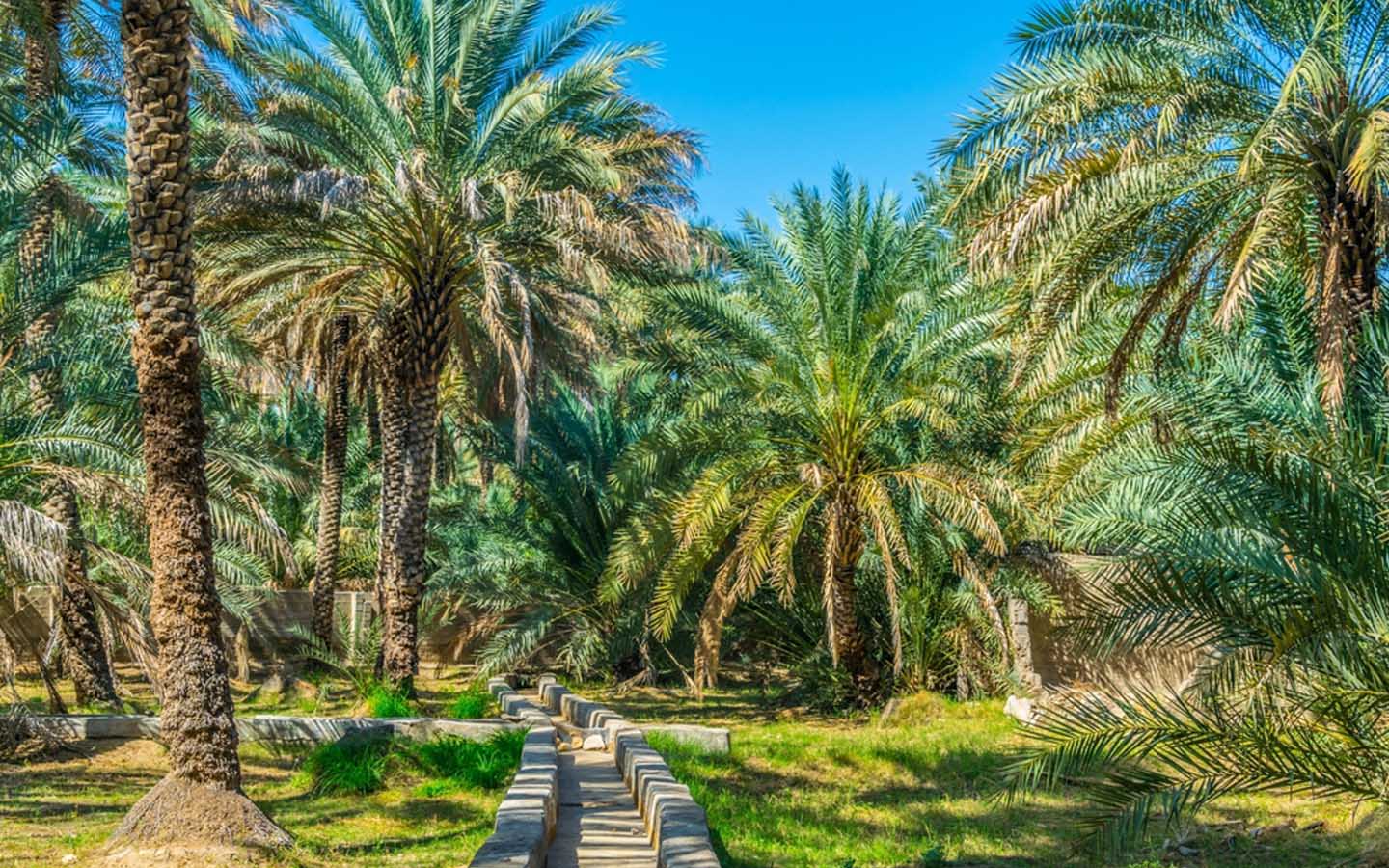 نشاط واحة العين