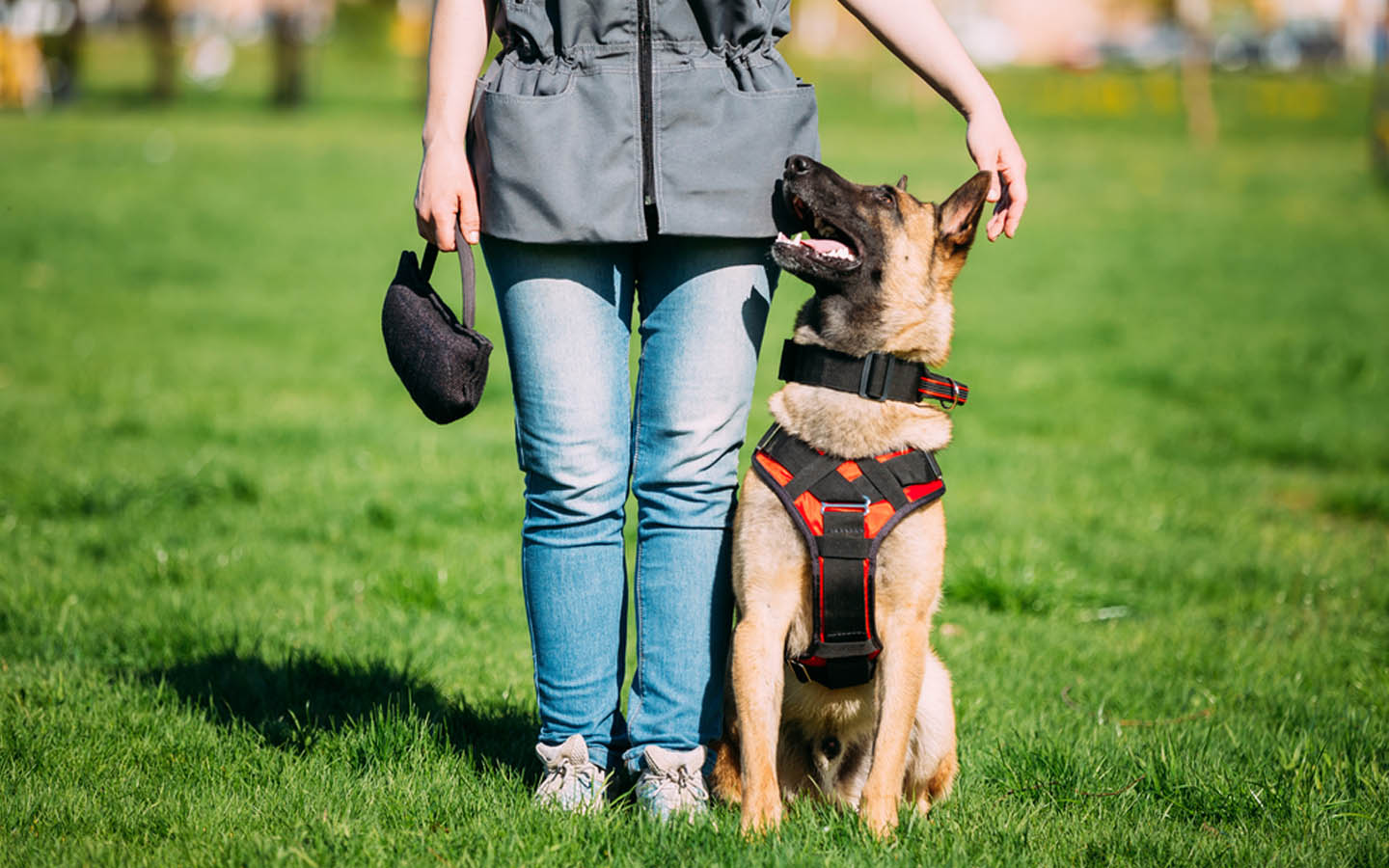 Dog Training in Dubai Doggies Palace, Dogwalk & More MyBayut