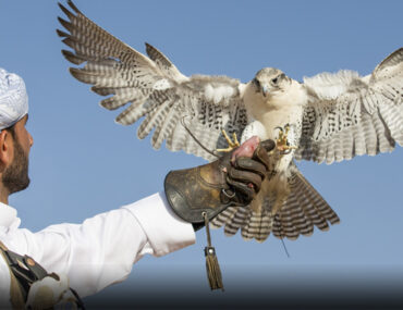 شخص يمسك طيرًا