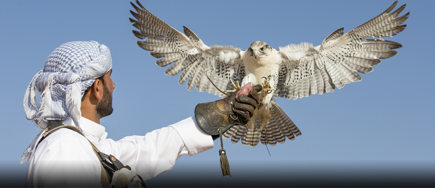 شخص يمسك طيرًا