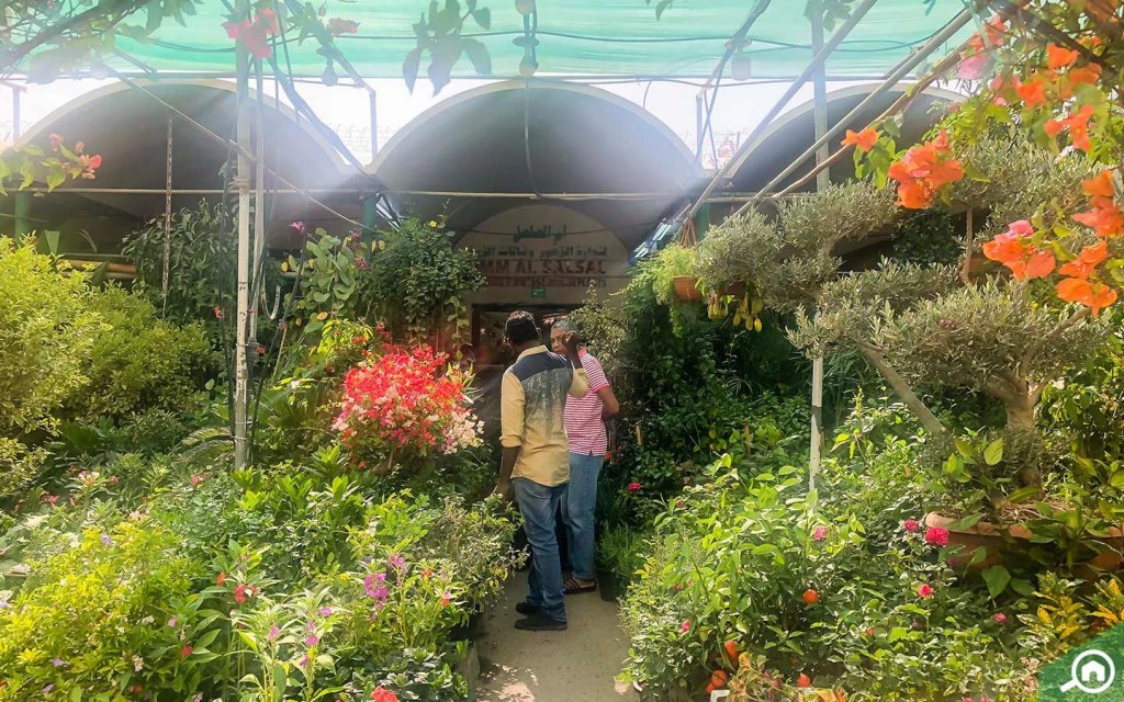 Plant Nurseries in Abu Dhabi Royal Garden, Al Bahia & More MyBayut