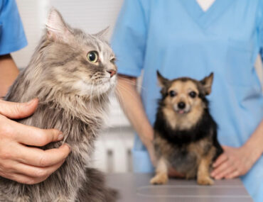 قطة في عيادة بيطرية