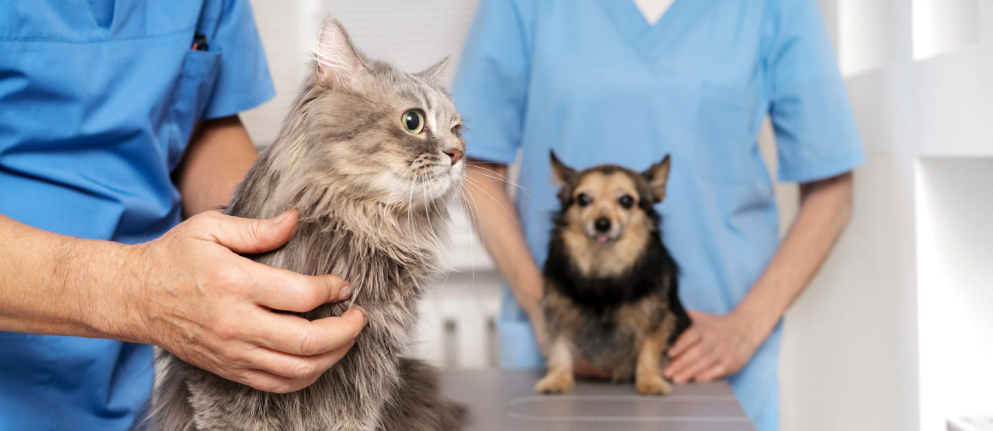 قطة في عيادة بيطرية