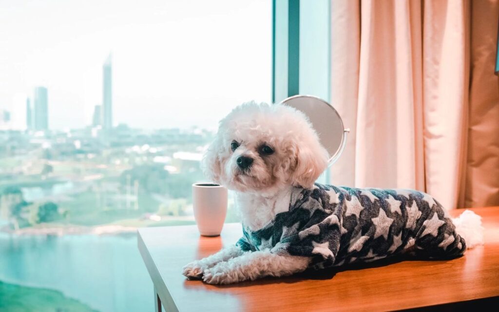 From pampered pooches to peaceful mornings – Vida has it all