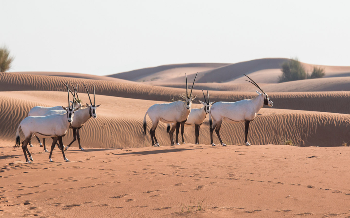 Wildlife in Dubai Arabian Oryx, Sand Cat, Gazelle & More MyBayut