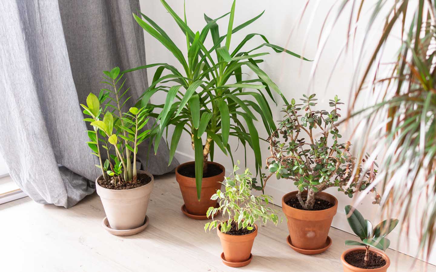 How to Take Care of Indoor & Outdoor Plants in Winter in Dubai MyBayut