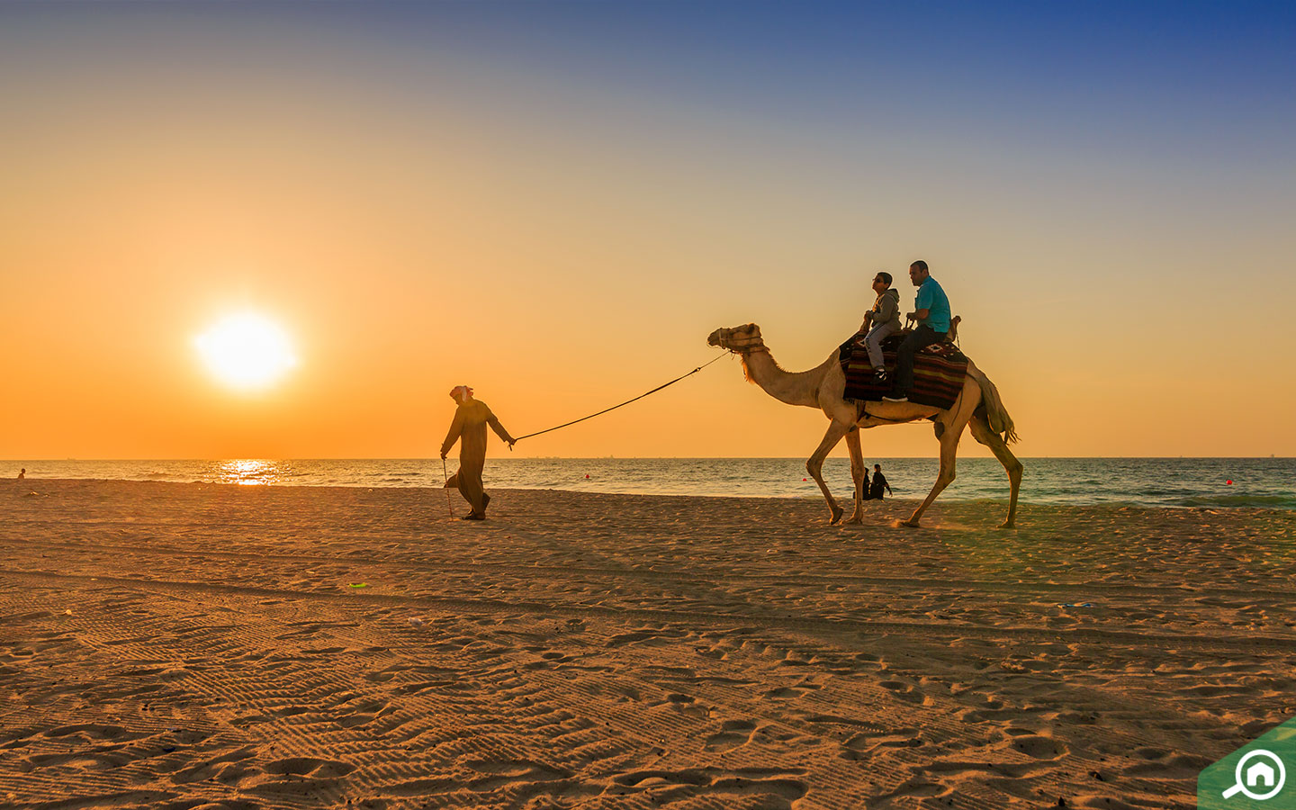 جمل على شاطئ