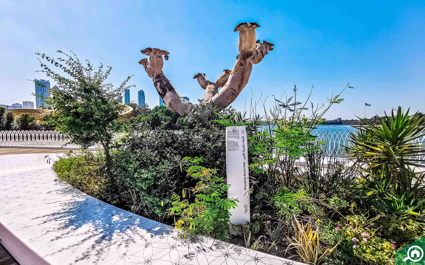 فن جزيرة النور في الشارقة