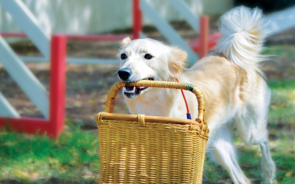Love, care and play – all part of the best dog sitting services in Abu Dhabi