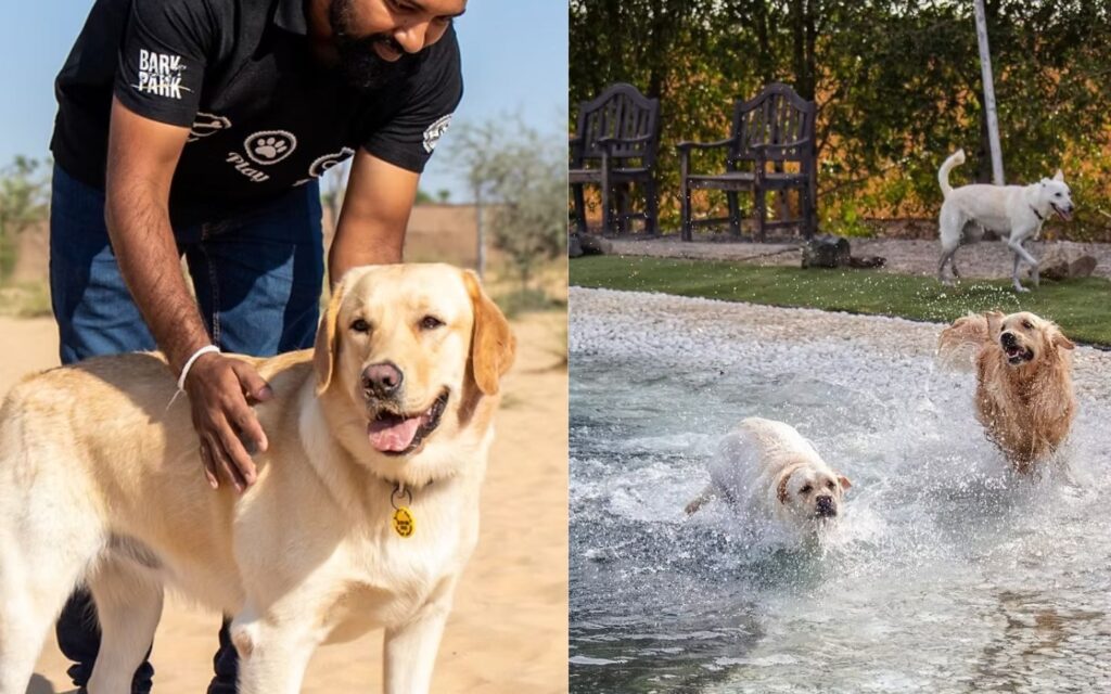 dogs enjoying their time at Bark Park, Dubai