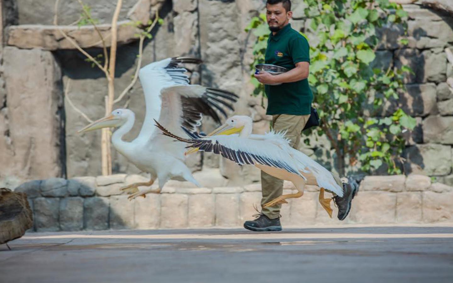 Dubai Safari Park Guide Tickets, Timings, Attractions & More MyBayut
