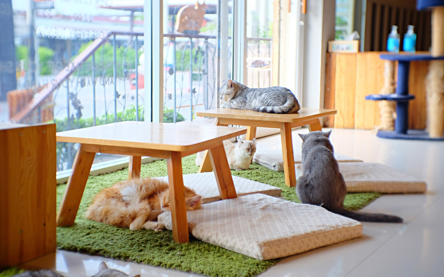 دليل مقهى القطط بدبي وأهم مميزاته وخدماته التي يقدمها للزبائن ماي بيوت