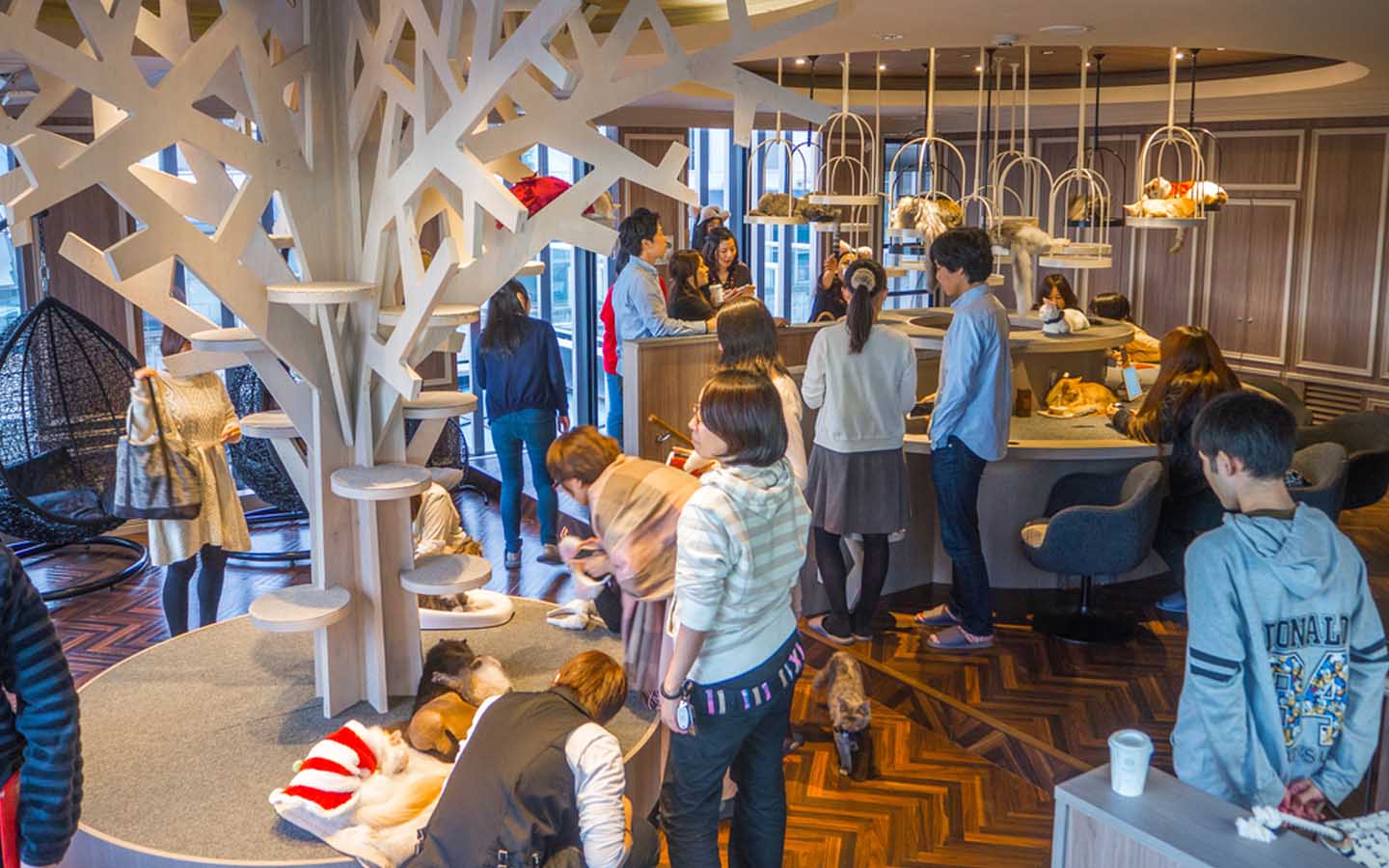 دليل مقهى القطط بدبي وأهم مميزاته وخدماته التي يقدمها للزبائن ماي بيوت