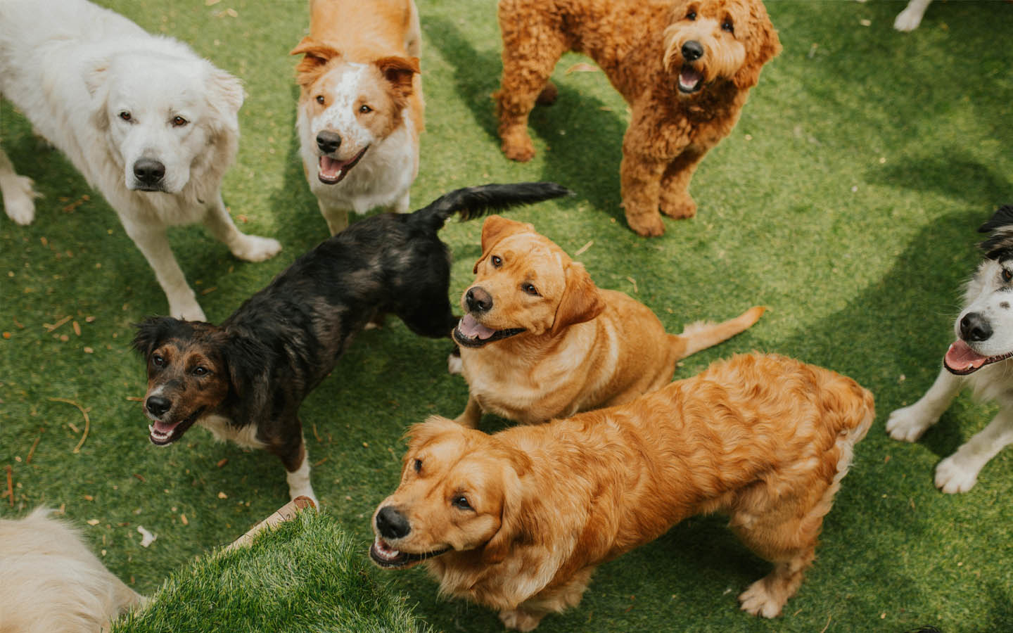 Best Dog Daycares in Dubai Dog House, Dog Walk & More MyBayut